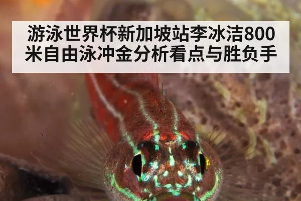 游泳世界杯新加坡站李冰洁800米自由泳冲金分析看点与胜负手